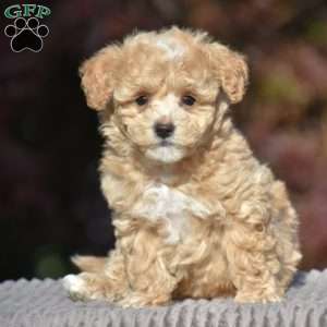 Buxton, Bich-Poo Puppy